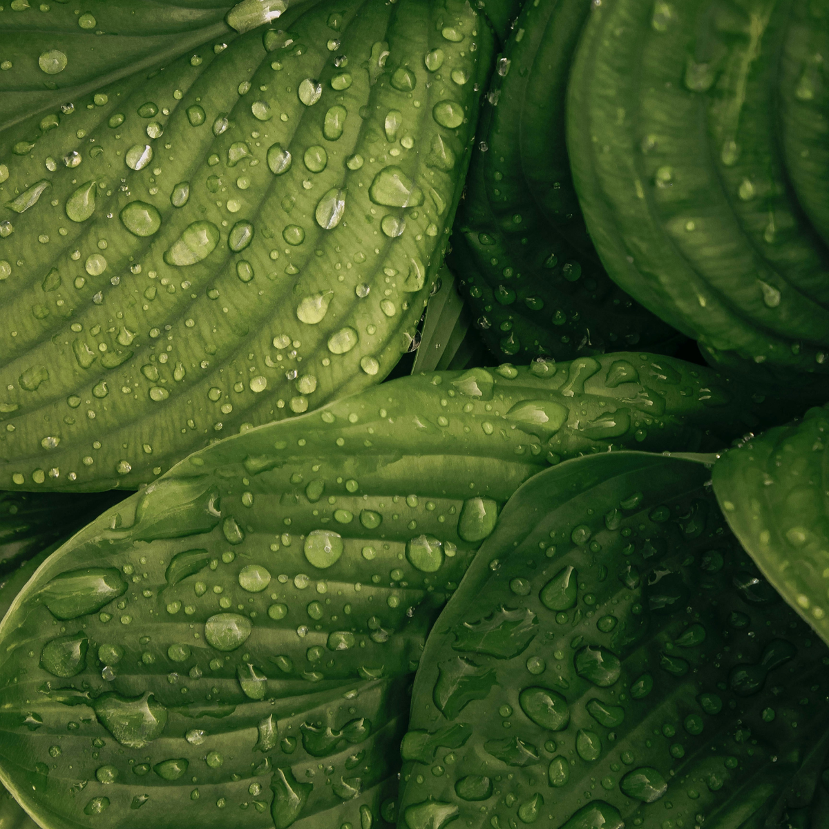 Image de Liubov Ilchuk, representzant des feuilles de thé vert avec des gouttes d'eau dessus